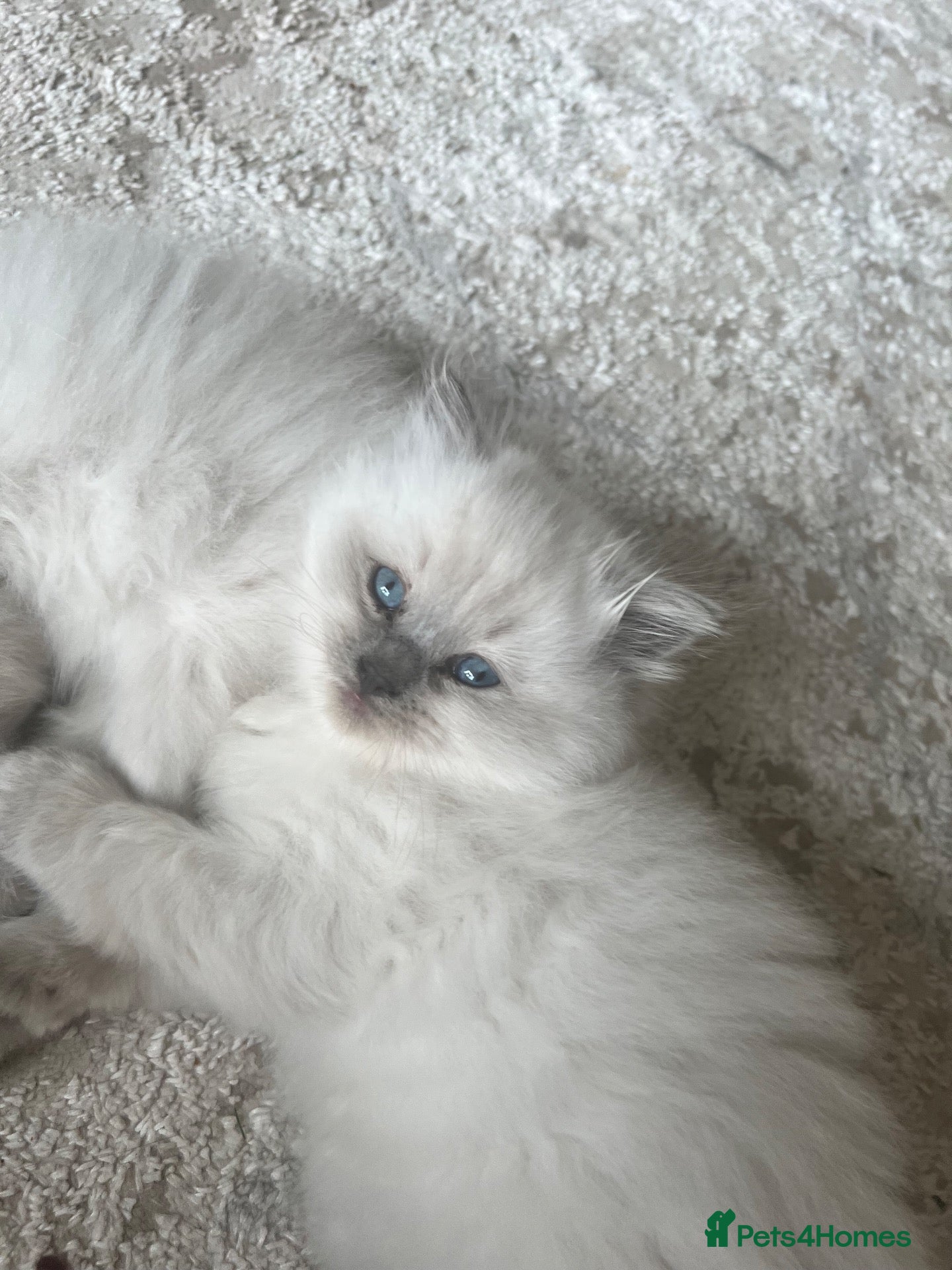 Ragdoll cats 3 stunning lynx point ragdoll kittens female &male - Advert 2