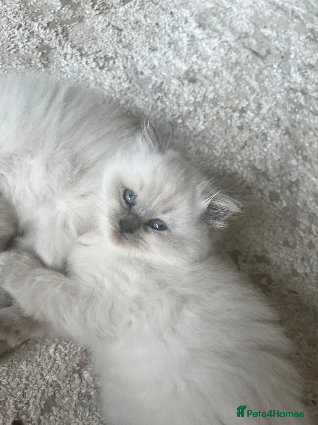 Ragdoll cats for sale: 3 stunning lynx point ragdoll kittens female &male - Advert 1
