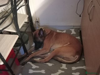 Belgian Shepherd Dog dogs for sale - Advert 1