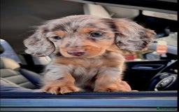 Doxiepoo dogs for sale: Merle & Solid Colour Doxiepoos - Image 20