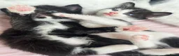 Mixed Breed cats for sale: Kittens For Sale! - Advert 2