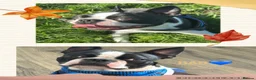 Boston Terrier dogs for sale: 7 gorgeous KC registered Boston terrier puppies  - Advert 9