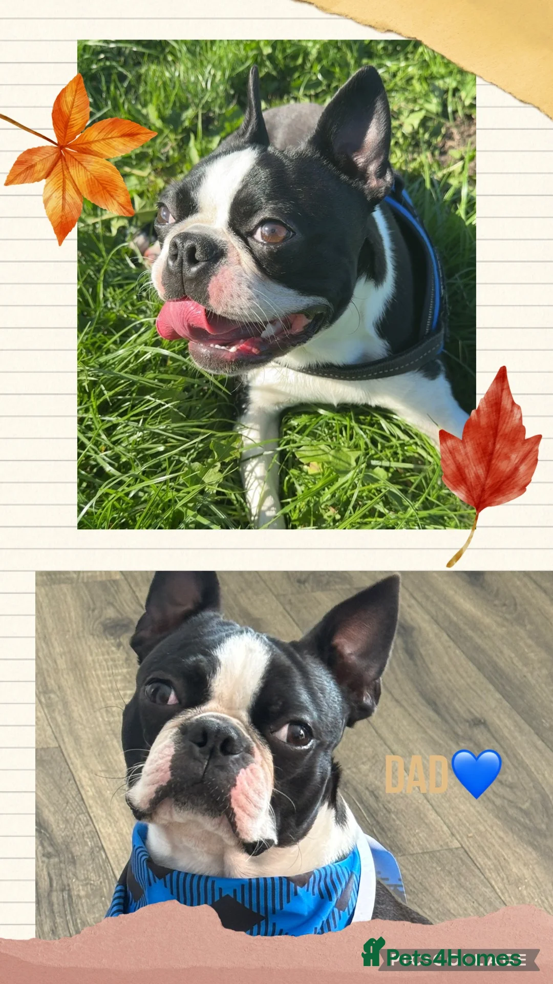 Boston Terrier dogs for sale: 7 gorgeous KC registered Boston terrier puppies  - Advert 9