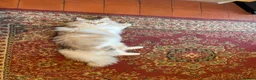 Siberian cats for sale: Ch. Sired Siberian Kittens - ready mid-September in Norwich - Advert 11