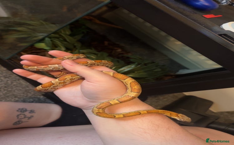 Corn Snake reptiles - Advert 3