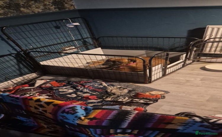 Boxer dogs - Advert 1