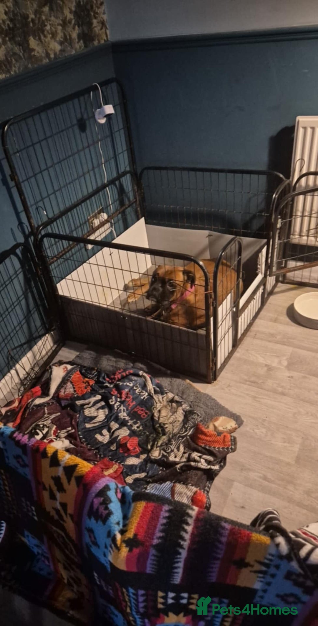 Boxer dogs for sale: ** 1 left*Beautiful bobtail & longtail kc boxer  - Advert 8