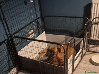 Boxer dogs - Advert 19