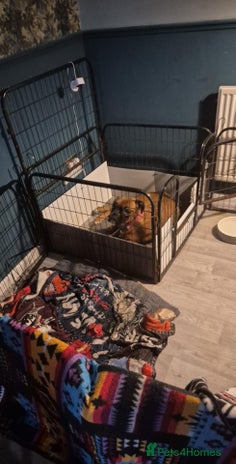 Boxer dogs - Advert 1