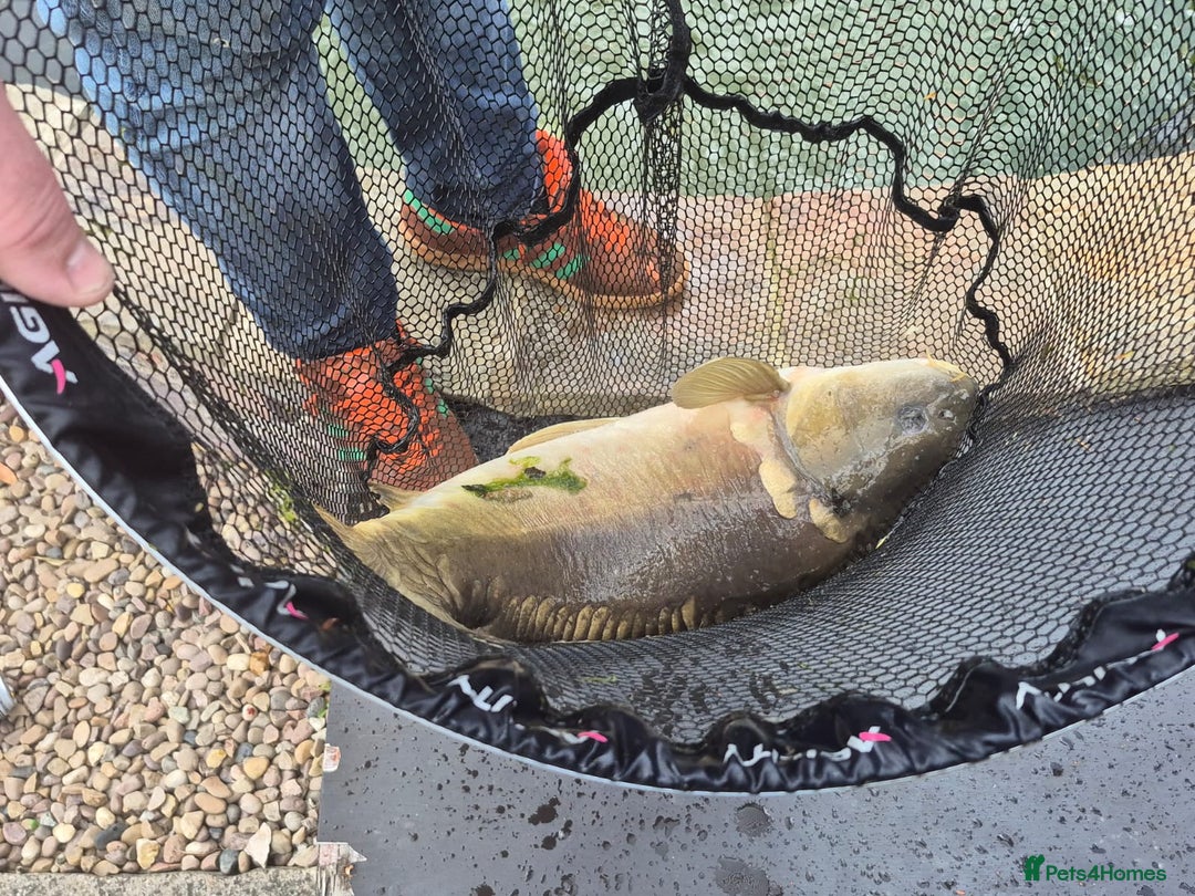 Koi Carp fish for sale: 8 x Koi Crap for Sale  - Image 10