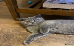 British Shorthair cats for sale: GCCF BRITISH SHORTHAIR KITTENS - Image 4