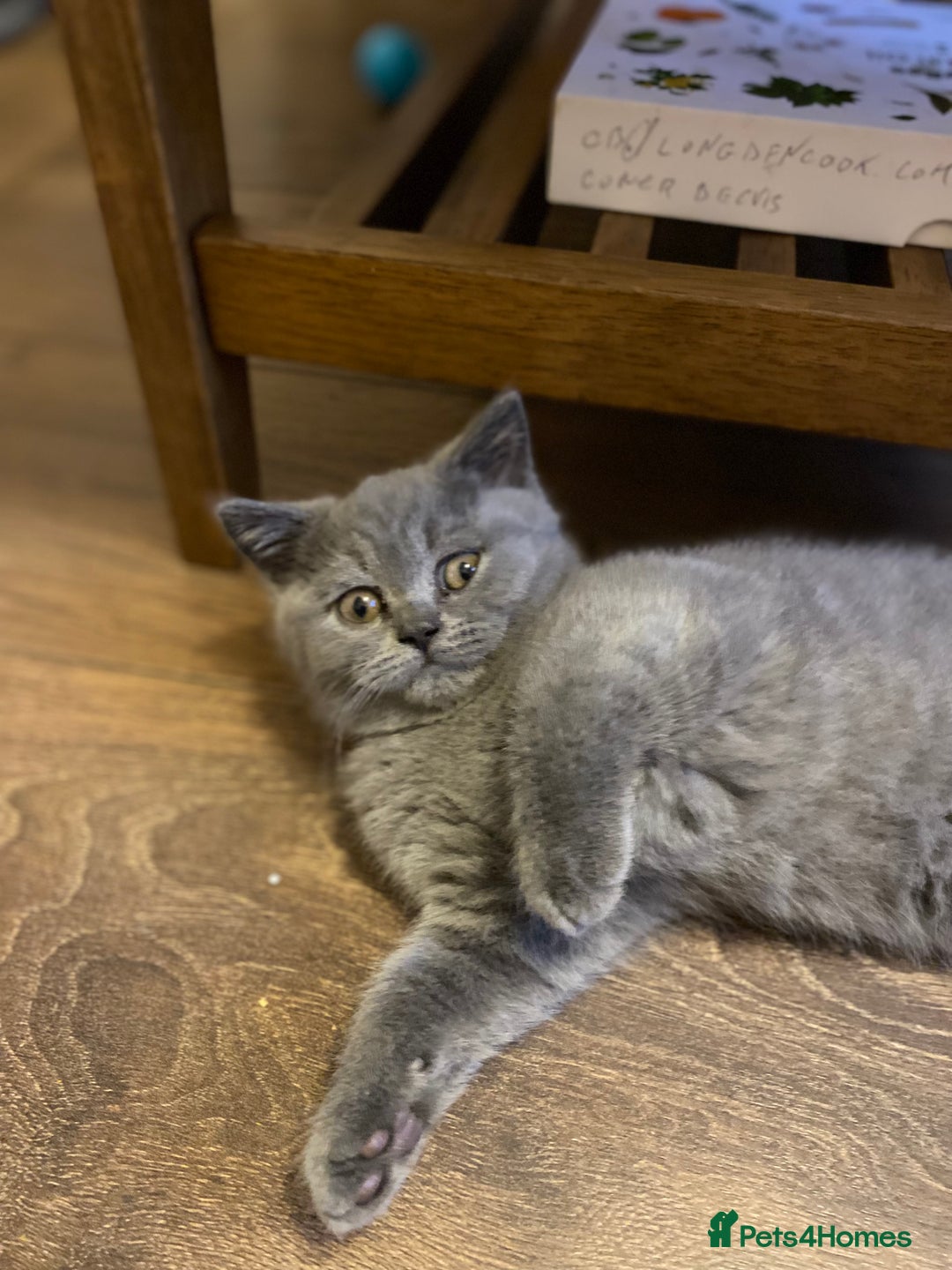 British Shorthair cats for sale: GCCF BRITISH SHORTHAIR KITTENS - Image 4