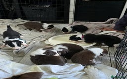 Border Collie dogs for sale: 9 border collie pups  - Image 2