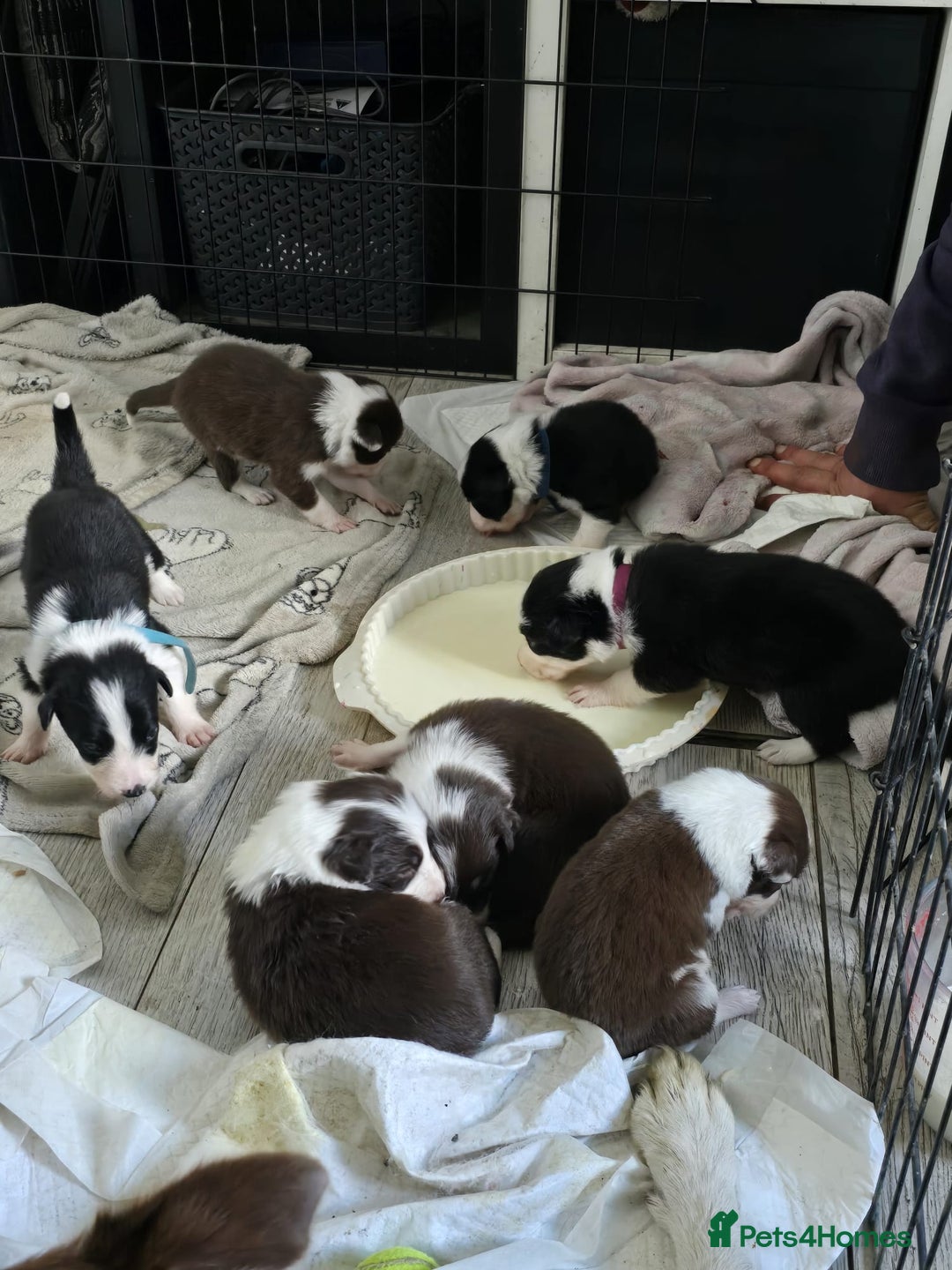 Border Collie dogs for sale: 9 border collie pups  - Image 2