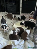 Border Collie dogs - Advert 6