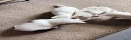 Mixed Breed cats for sale: Beautiful kittens  in Heanor - Advert 12