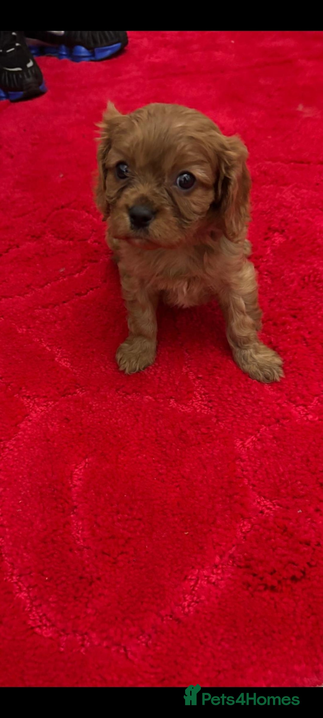 Cavalier King Charles Spaniel dogs for sale: Cavalier King charlies - Advert 5