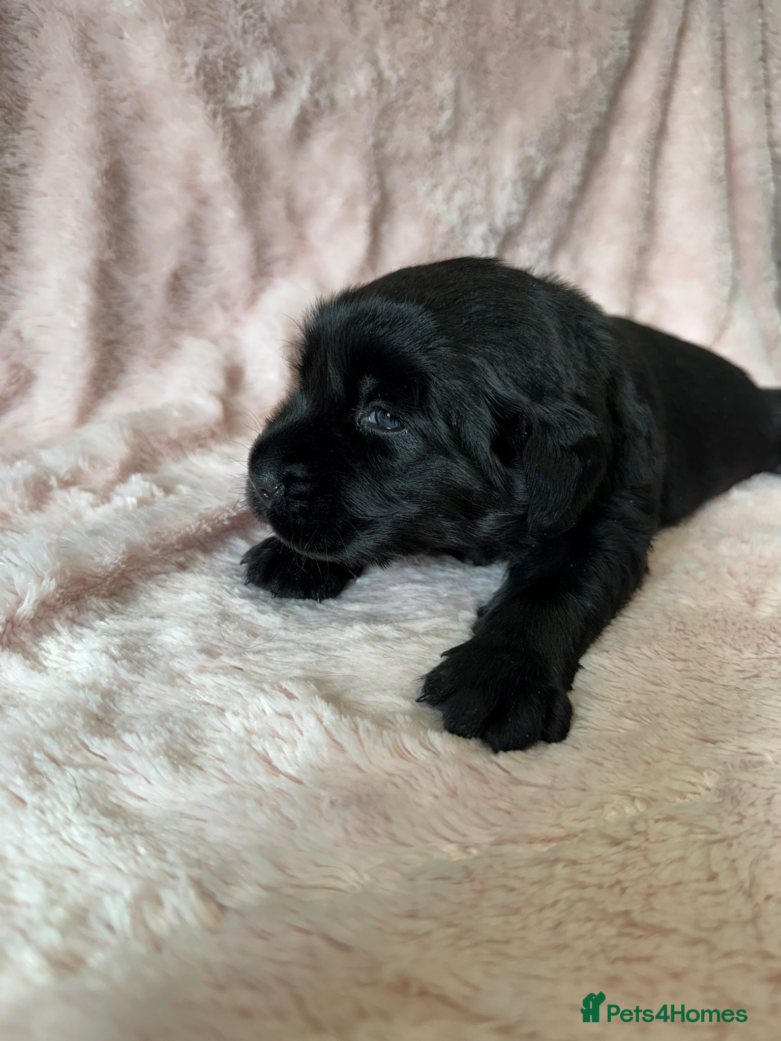 Goldador dogs 1 Gorgeous Black Goldador - now available - Advert 3