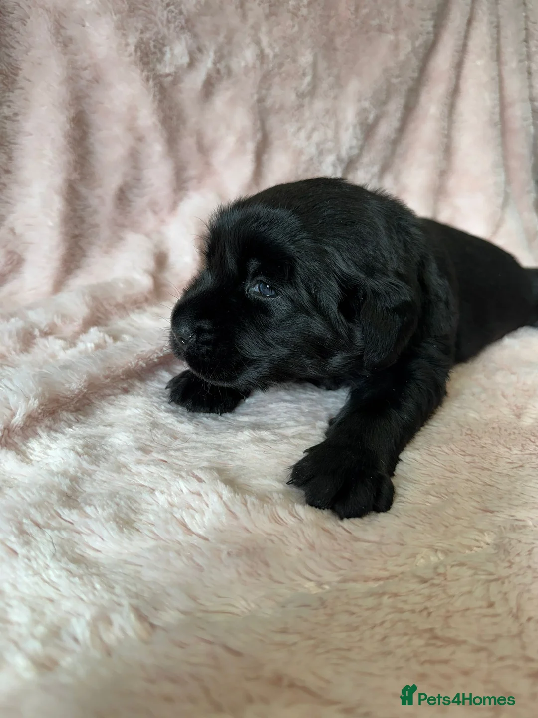 Goldador dogs for sale: 1 Gorgeous Black Goldador - now available - Advert 1