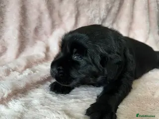 Goldador dogs 1 Gorgeous Black Goldador - now available - Advert 3