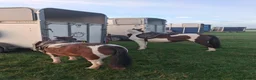 Dartmoor horses for sale: Cracking kids lead rain or 2nd pony. Hunting pony in Sidmouth - Advert 9