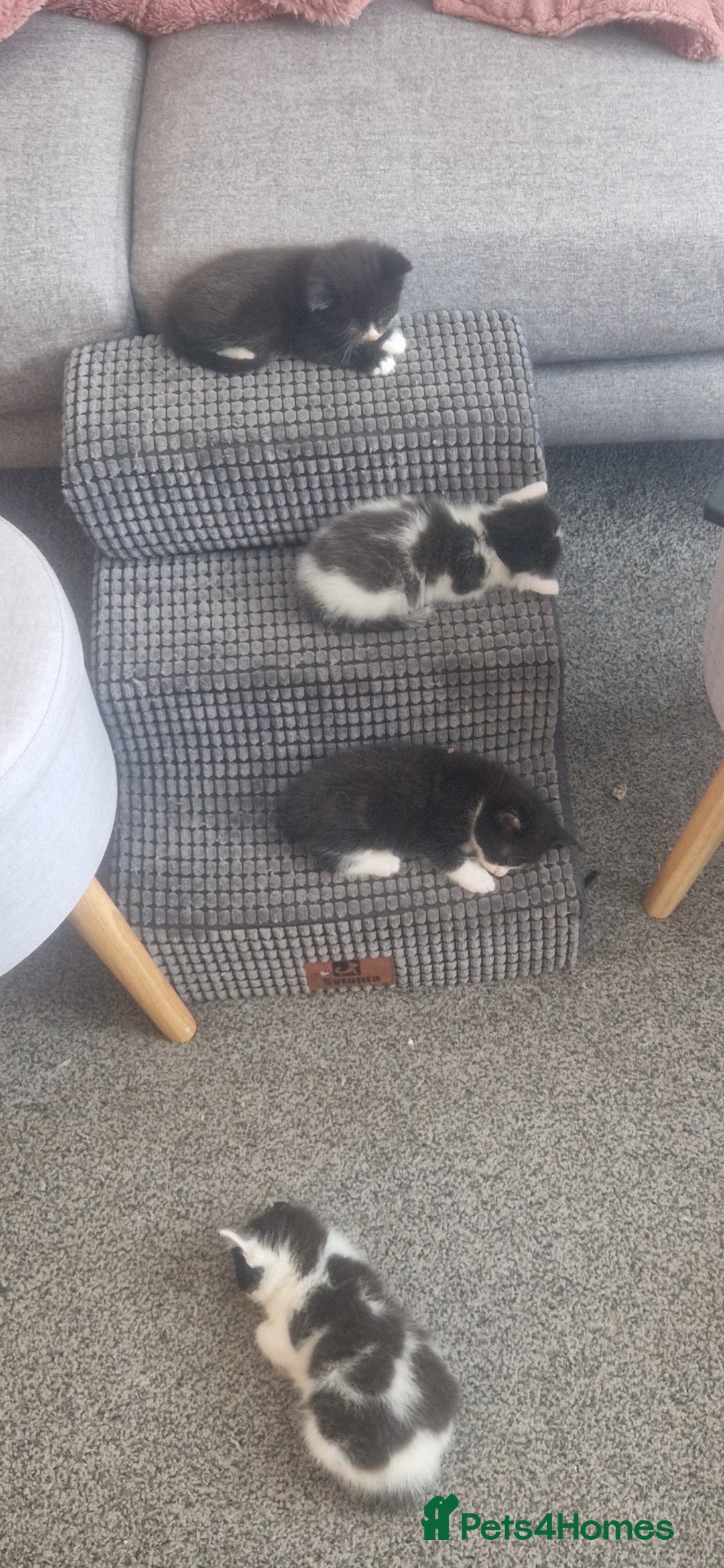 American Shorthair cats for sale: Kittens for sale - Image 8