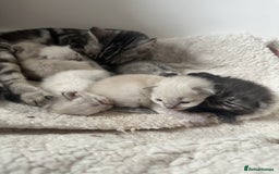 Ragdoll cats for sale: RAGDOLL X KITTENS  - Image 28