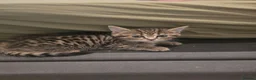 British Shorthair cats for sale: Brittish shorthair cross Bengal  - Advert 23