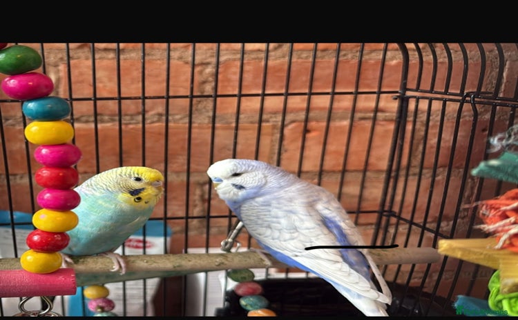 Budgerigars birds - Advert 2