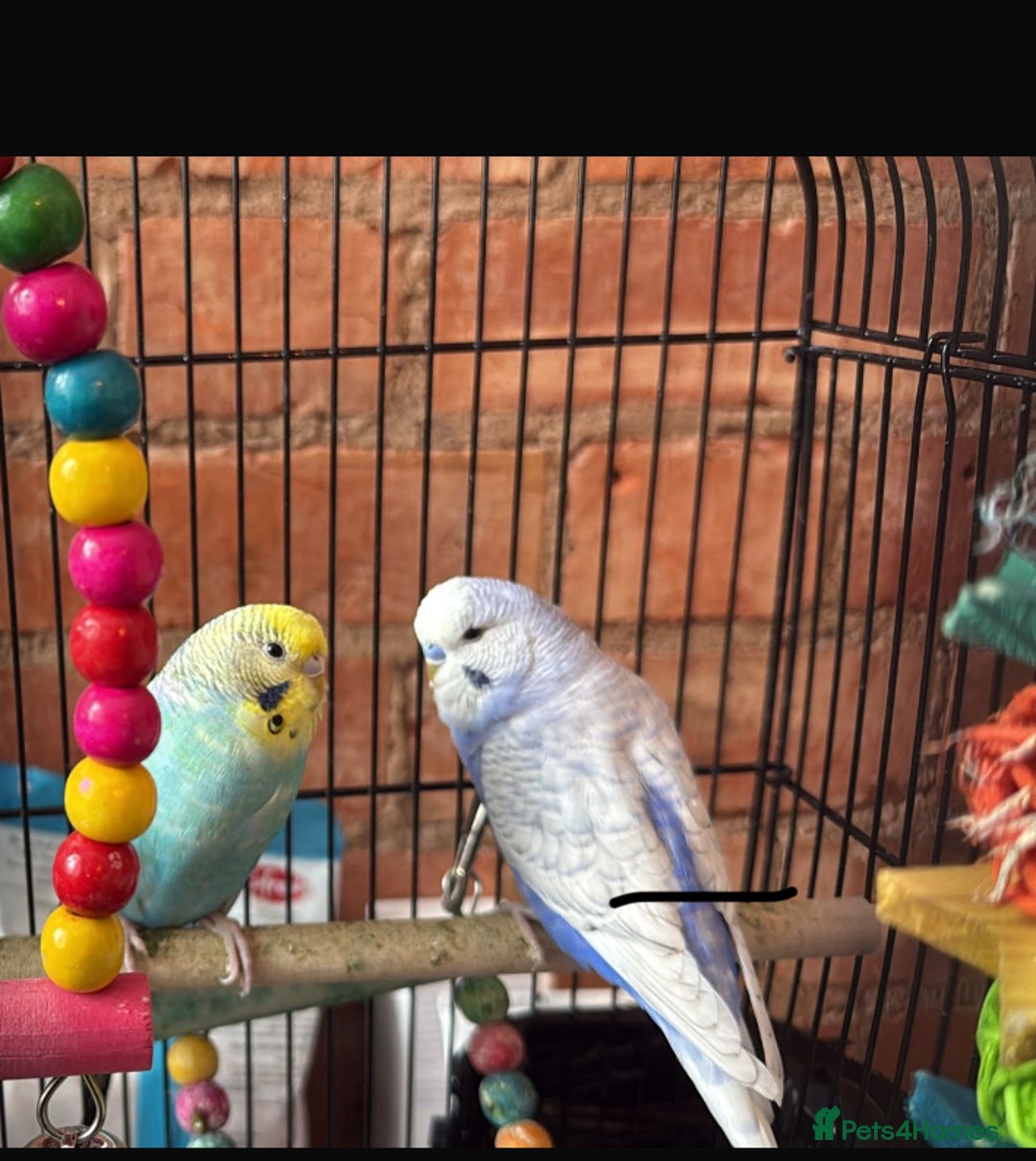 Budgerigars birds for sale: 2 budgies with cage  - Image 1