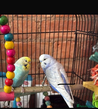 Budgerigars birds - Advert 4