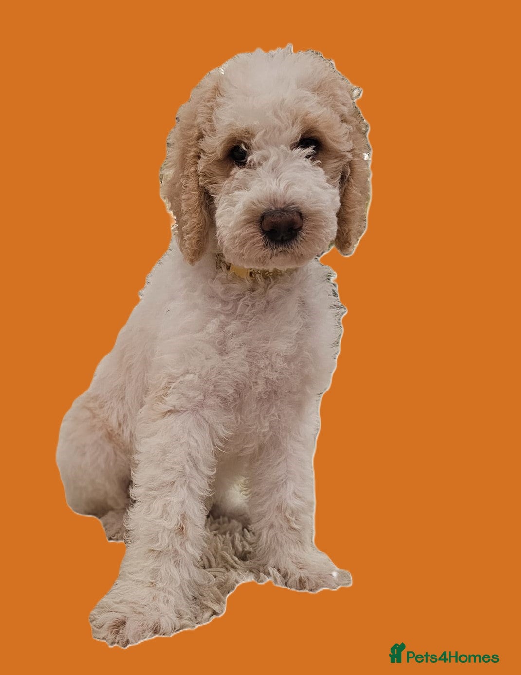 Labradoodle dogs Curly, Hypo-allergenic Labradoodle Pups READY NOW - Advert 2