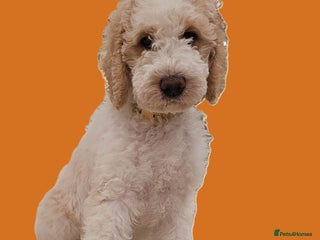 Labradoodle dogs Curly, Hypo-allergenic Labradoodle Pups READY NOW - Advert 2