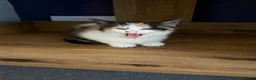 Mixed Breed cats for sale: 5 Beautiful kittens for sale £100 - Advert 14