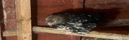 Mixed Breed livestock for sale: Point of lay Pekin hens for sale - read full first - Advert 5