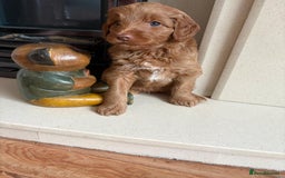 Australian Labradoodle dogs for sale: Australian Labradoodle - Image 16