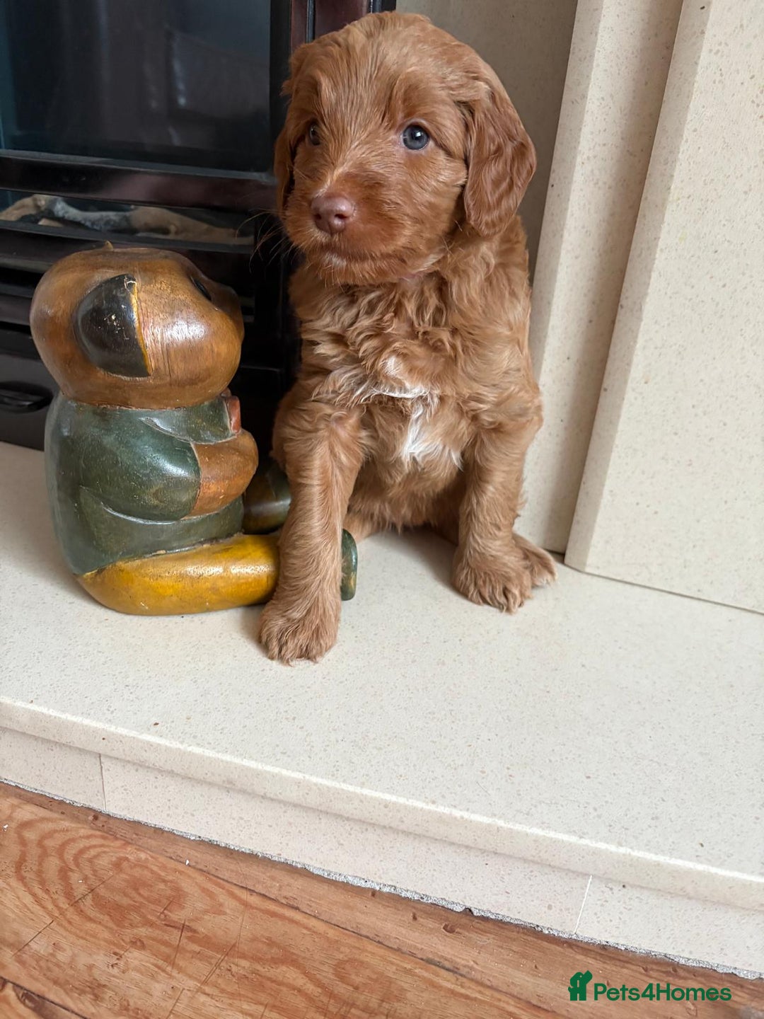 Australian Labradoodle dogs for sale: Australian Labradoodle - Image 16
