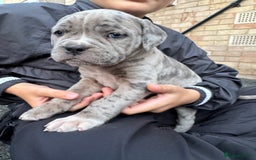 Mixed Breed dogs for sale: Mixed Merle cane corso puppies.  - Image 5