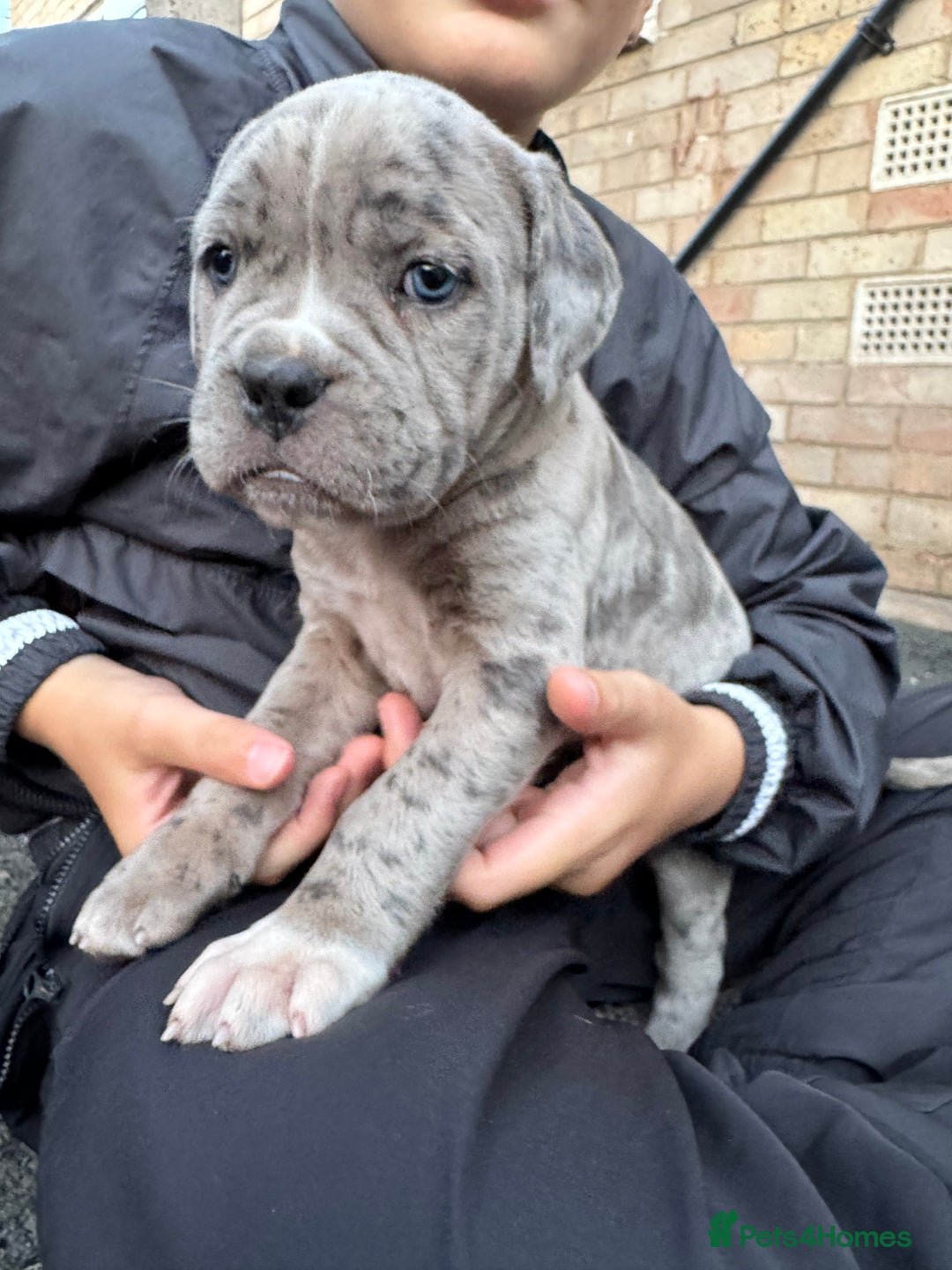 Mixed Breed dogs for sale: Mixed Merle cane corso puppies.  - Image 5