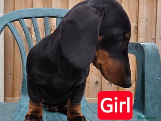 Dachshund dogs - Advert 9