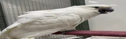 Parrots birds for sale: Baby Sulphur-crested & Umbrella Cockatoos - Advert 8