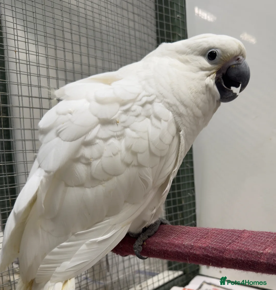 Parrots birds for sale: Baby Sulphur-crested & Umbrella Cockatoos - Advert 8