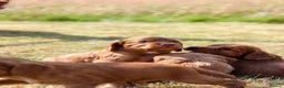 Cocker Spaniel dogs for sale: Cocker spaniel  - Advert 10