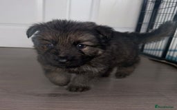 German Shepherd dogs for sale: Beautiful German sheppard puppies  - Image 5