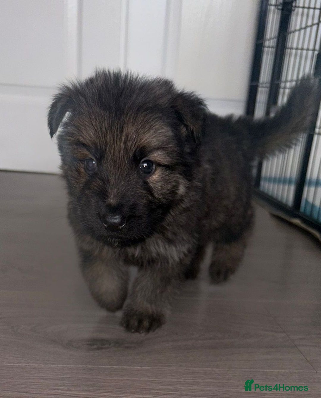 German Shepherd dogs for sale: Beautiful German sheppard puppies  - Image 5