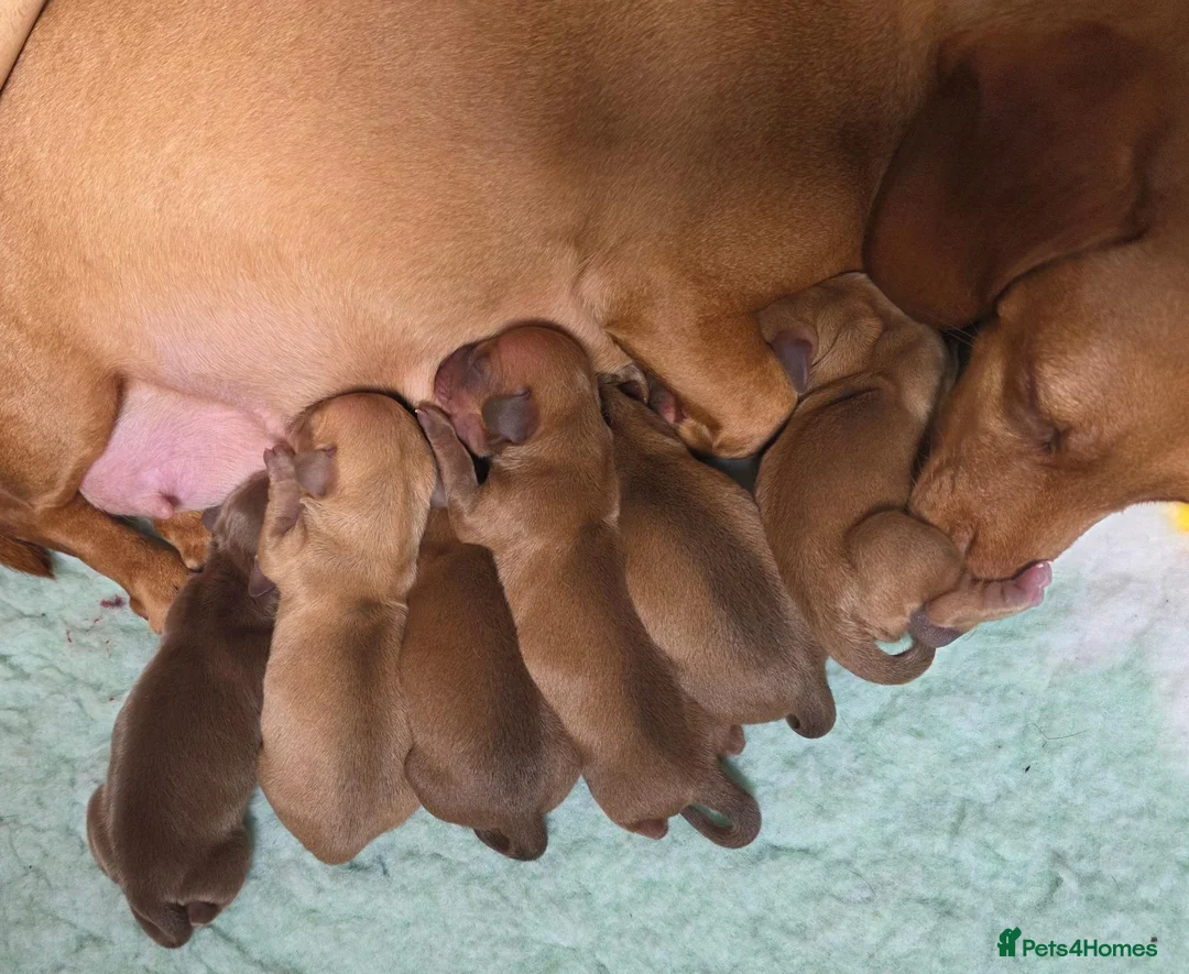 Miniature Dachshund dogs for sale: KC Miniature Dachshunds - Advert 1