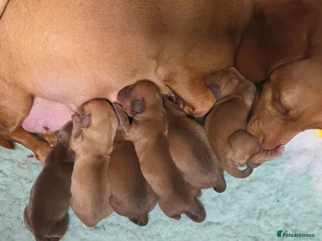 Miniature Dachshund dogs KC Miniature Dachshunds - Advert 1