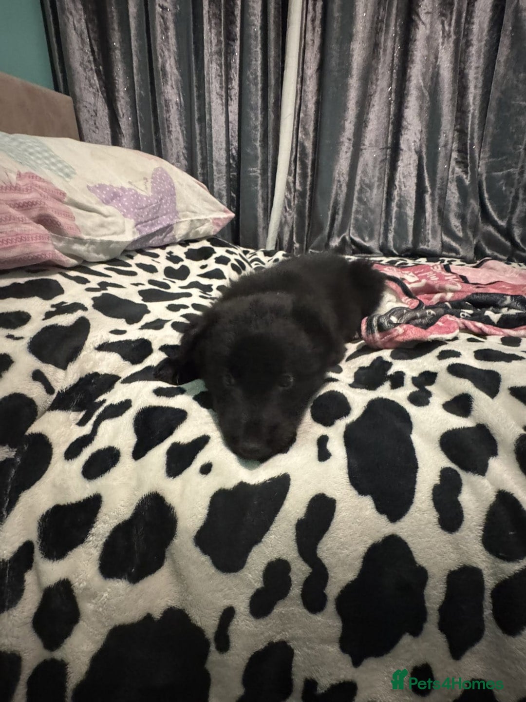 Shepsky dogs for sale: Shepski pups - Advert 22