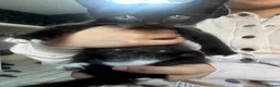 Mixed Breed cats for sale: All kittens and mother for free  - Advert 4