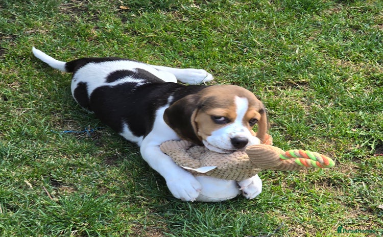 Beagle dogs in New Malden - Advert 1